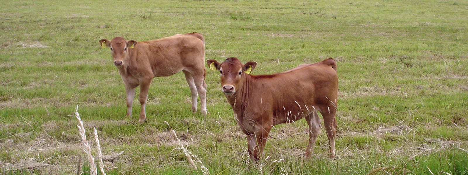 Landschaftsplanung